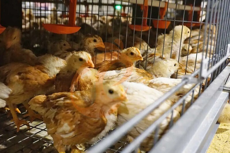 Thailand's poultry farm, 448,000 brooders, brooder cage, poultry farm equipment (7).jpg