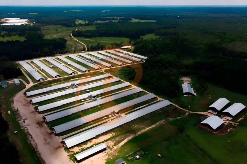 Thailand's poultry farm, 448,000 brooders, brooder cage, poultry farm equipment (8).jpg