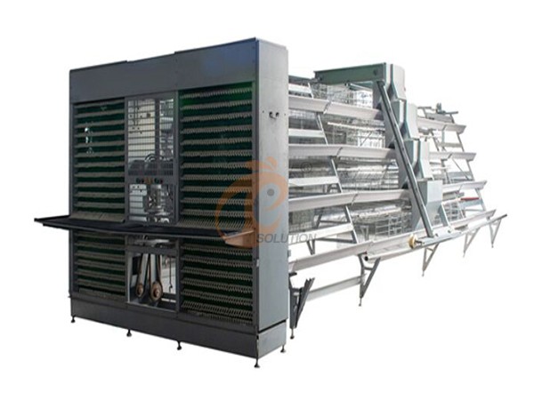 parents chicken cage poultry farm (2).png