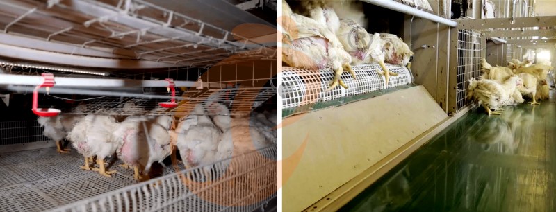 broiler chicken cage (1).png