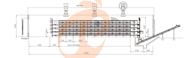 broiler chicken cage (2).jpg