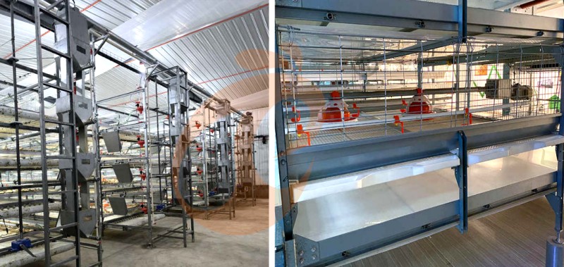 broiler chicken cage (2).png