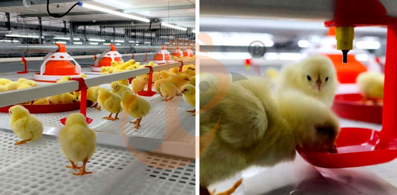 broiler chicken cage (4).png