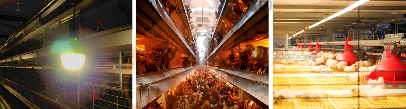 poultry house light.png poultry house light.png