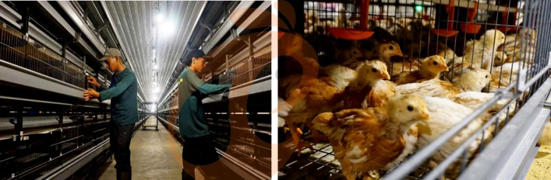 poultry farm chicken cage (4).png poultry farm chicken cage (4).png