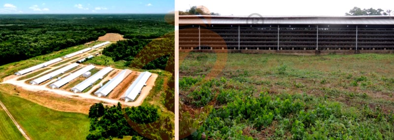 poultry farm chicken cage (7).png poultry farm chicken cage (7).png
