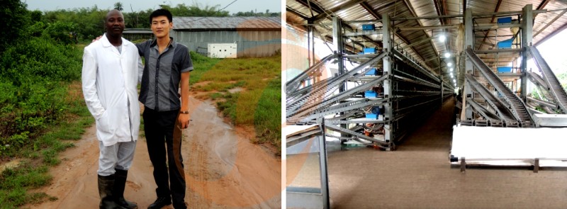 poultry farm chicken cage (8).png poultry farm chicken cage (8).png