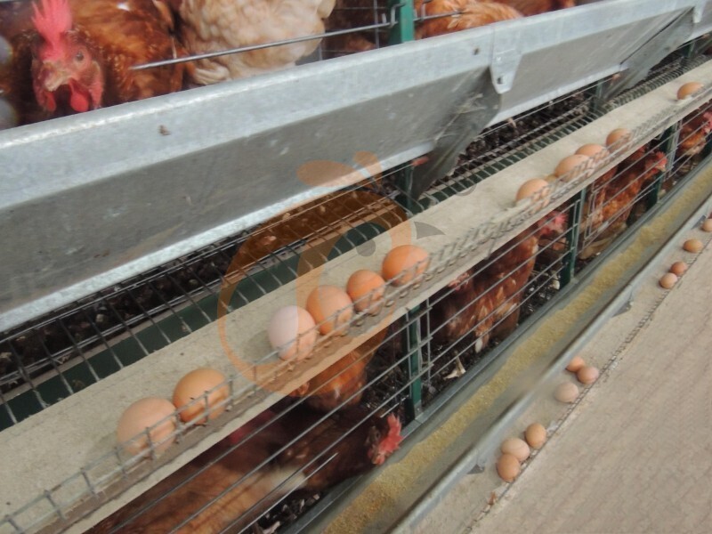 layer chicken farm Nigeria (2).jpg
