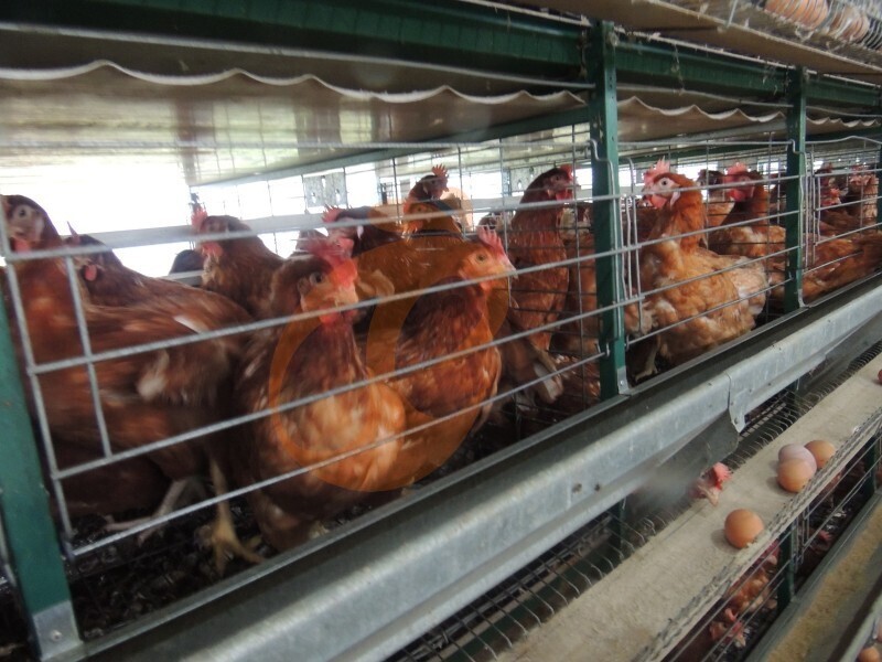 layer chicken farm Nigeria (3).jpg