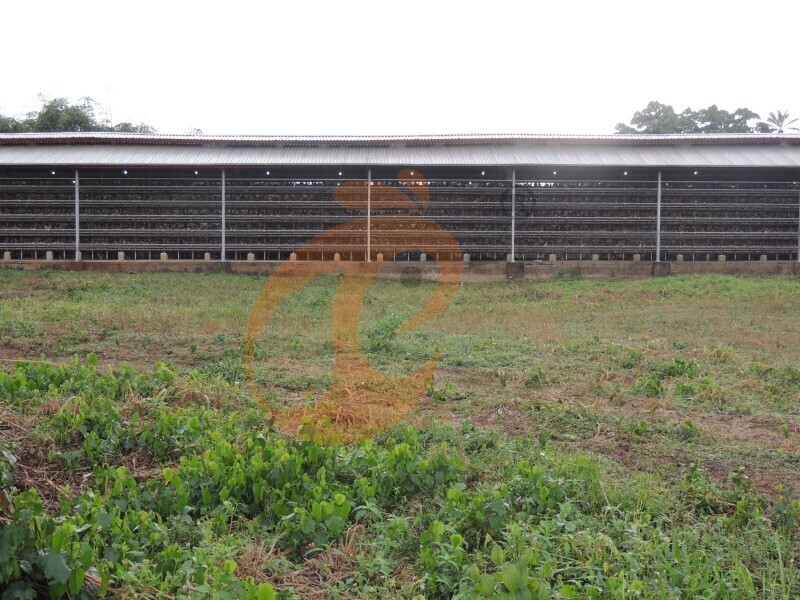 layer chicken farm Nigeria (5).jpg