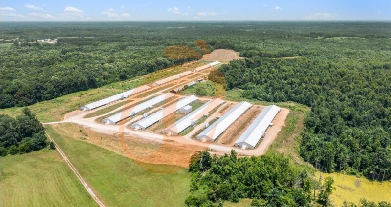 layer chicken farm Nigeria (7).jpg