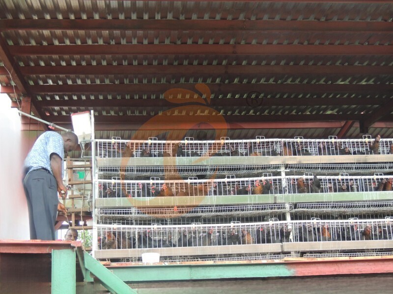 layer chicken cage in Africa (1).JPG