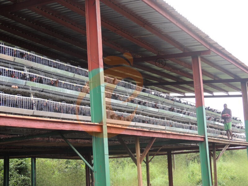 layer chicken cage in Africa (2).JPG