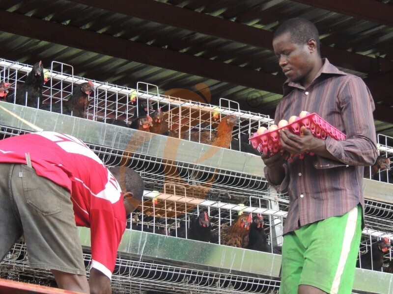 layer chicken cage in Africa (3).JPG