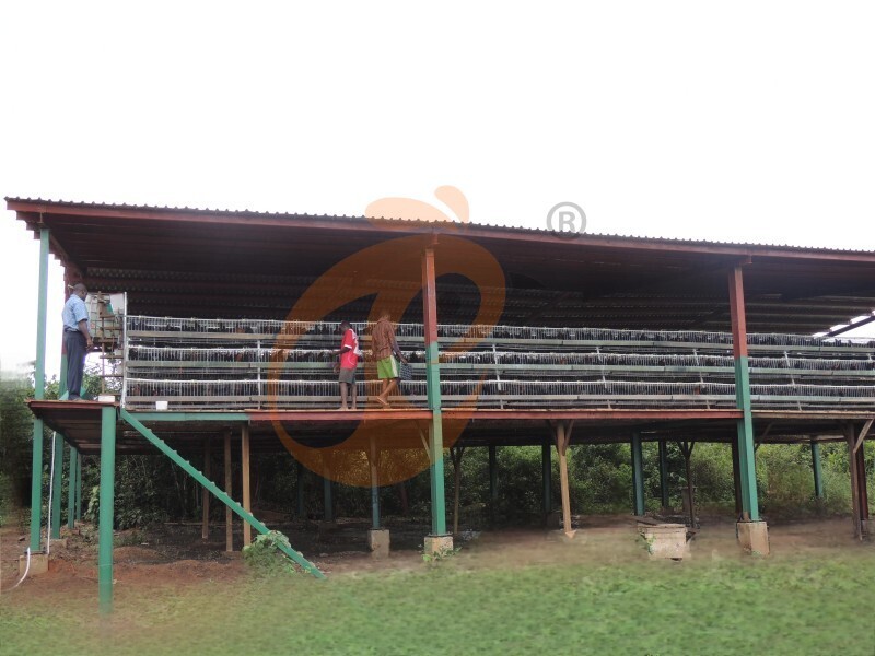 layer chicken cage in Africa (4).JPG