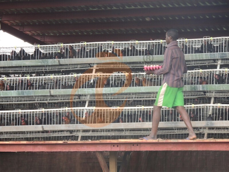layer chicken cage in Africa (5).JPG