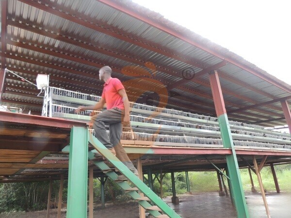 Nigerian poultry farm, high-rise poultry house, layer chicken cage, poultry farm equipment