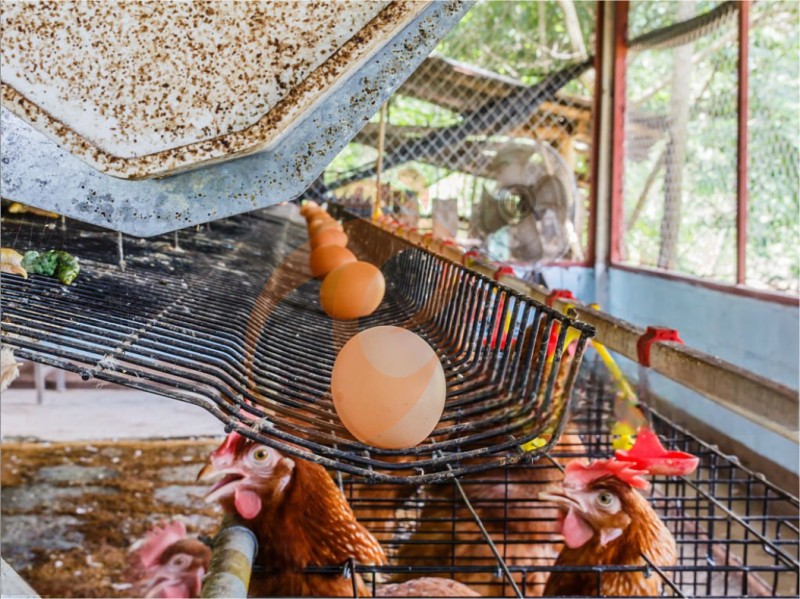poultry farm chicken cage (2).png