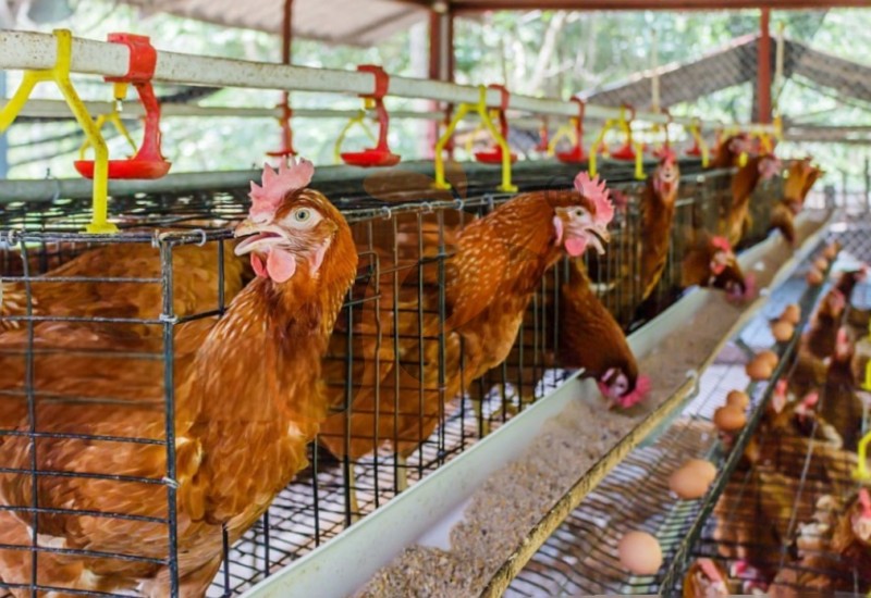 poultry farm chicken cage (3).png