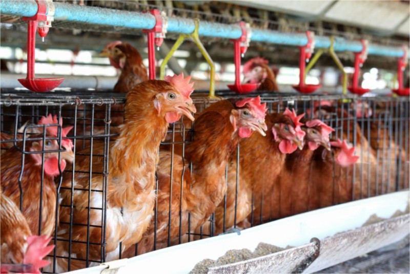 poultry farm chicken cage (5).png