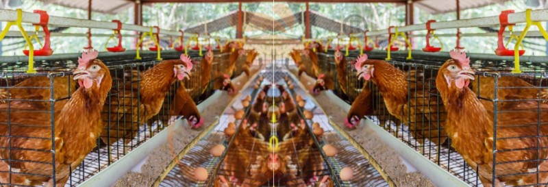 poultry farm chicken cage (6).png