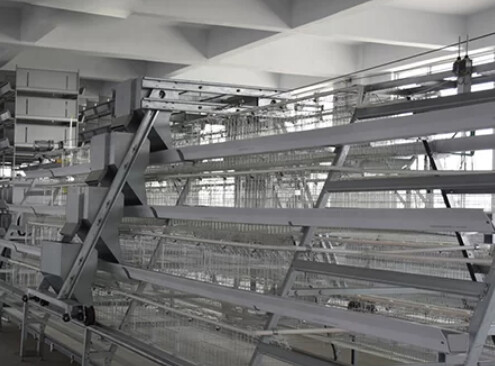 The helpful information of cage structure of layer chicken cage poultry farming cage in chicken farm project The helpful information of cage structure of layer chicken cage poultry farming cage in chicken farm project