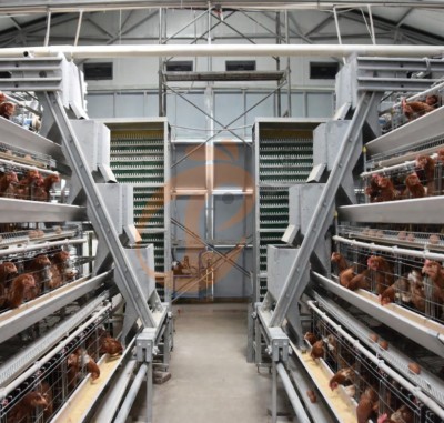 Battery cage system price of layer chicken (1)