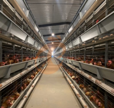 Battery cage system price of layer chicken (2)
