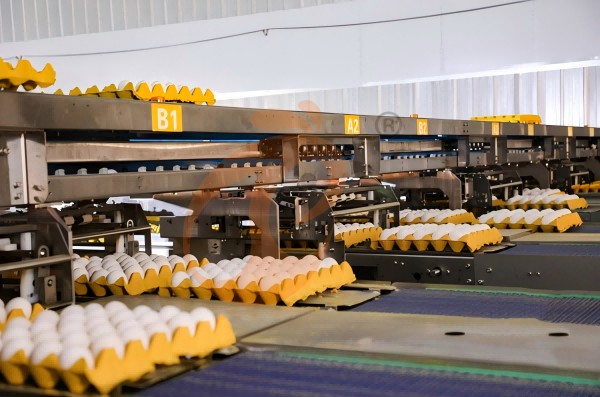 Battery cage system price of layer chicken (1) 600 Battery cage system price of layer chicken (1) 600