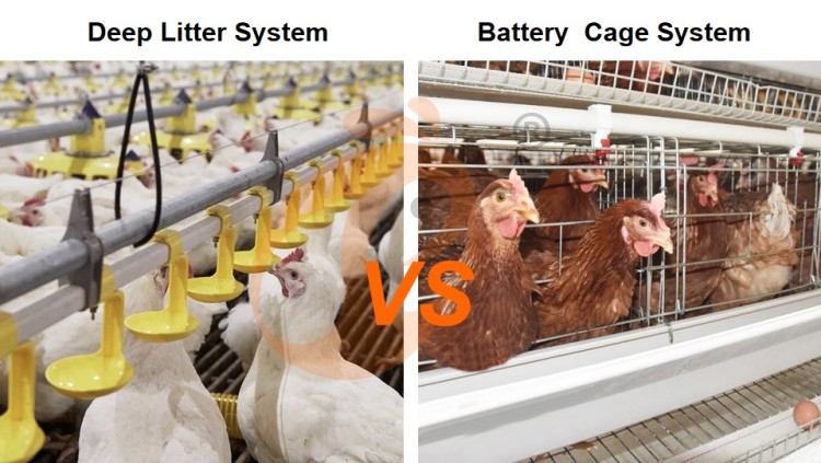Battery cage system price of layer chicken (4) Battery cage system price of layer chicken (4)