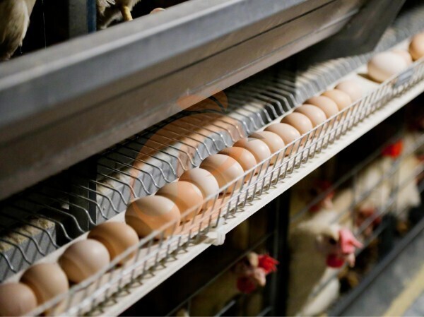 poultry cage egg collection (1)