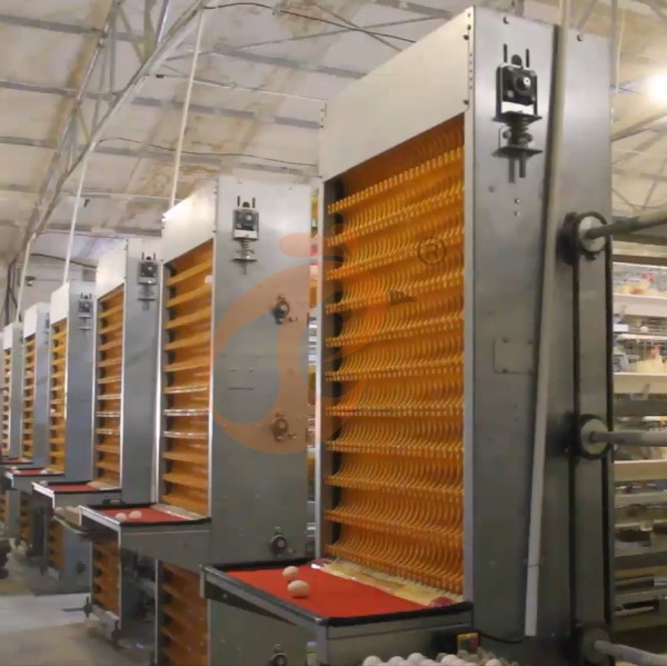 poultry cage egg collection (8)