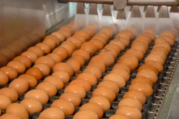 egg collection sorting package line (1)