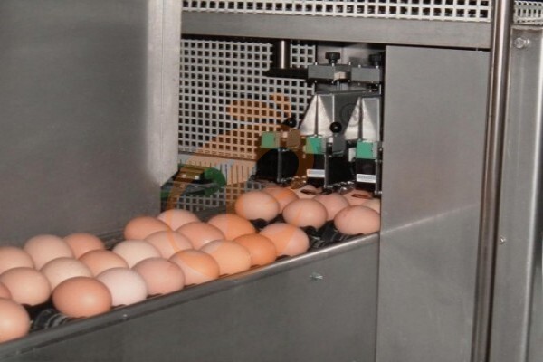 egg collection sorting package line (4)