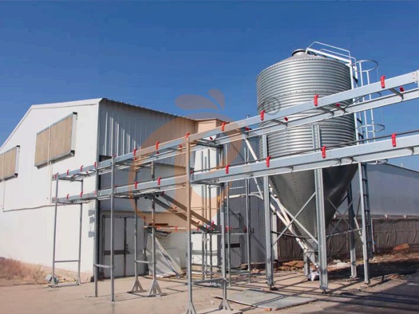 egg collection sorting package line (6)