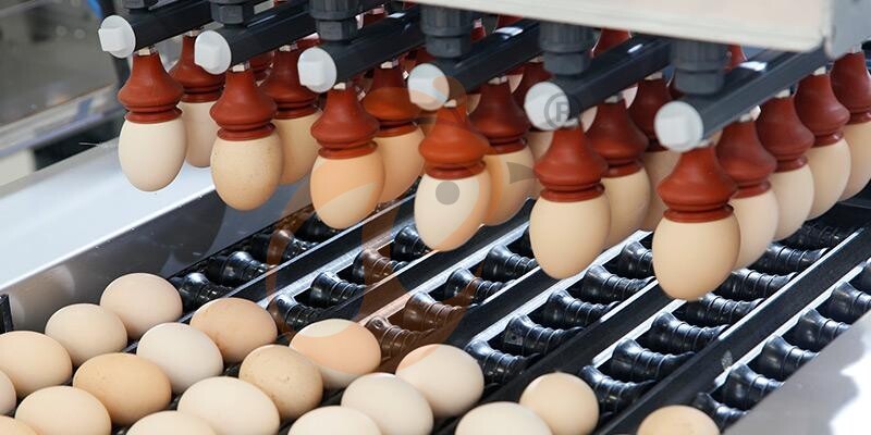 egg collecting sorting package (1)