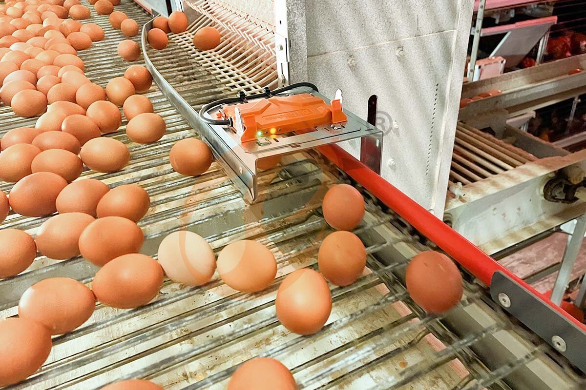 egg collecting sorting package (2)