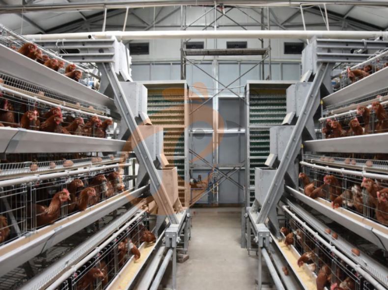 Automatic feeding system for poultry cage, the core equipment of modern intensive farming