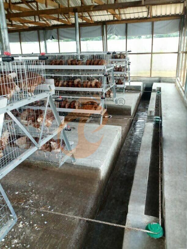 poultry farm manure cleaning (2)