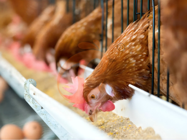 Poultry Farming Equipment Price Guide: Top Google Types & Recommendations