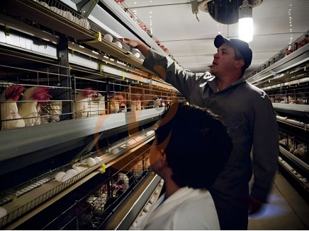 Layer Chicken Cage Feeding System | 6 Practical Optimization Tips