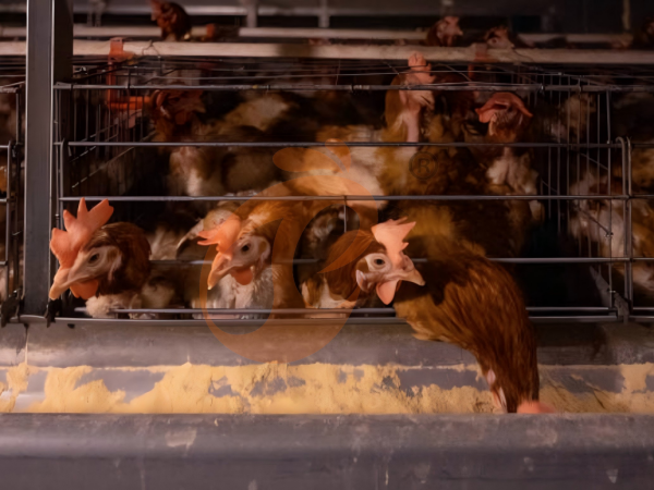 Top 10 Battery Cage Advantage Points Every Nigerian Poultry Farmer Must Know