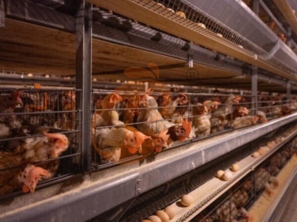 How To Use Layer Chicken Cage Systems | 6 Practical Steps For Poultry Farms