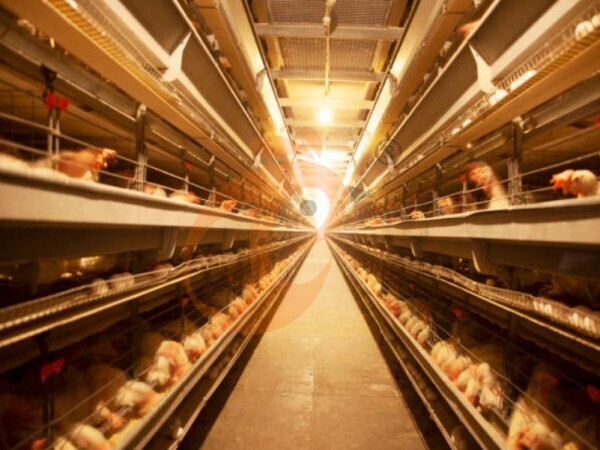 How Much Can H Type Chicken Cages Increase Egg Output On Poultry Farms?