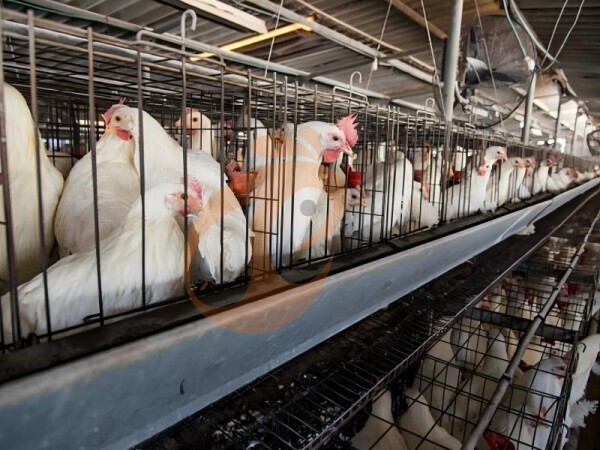 Layer Chicken Cage Maintenance | 7 Key Tips For Long-Term Use