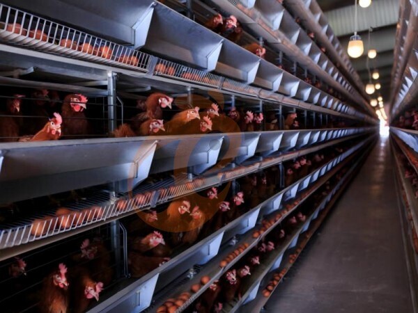 5 Easy Ways To Maximize Ethiopian H Type Chicken Cage Space Utilization