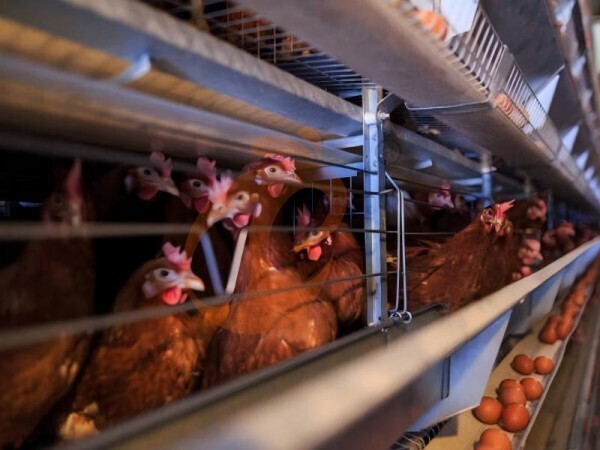 How To Calculate ROI For Large H Type Chicken Cage Farms?