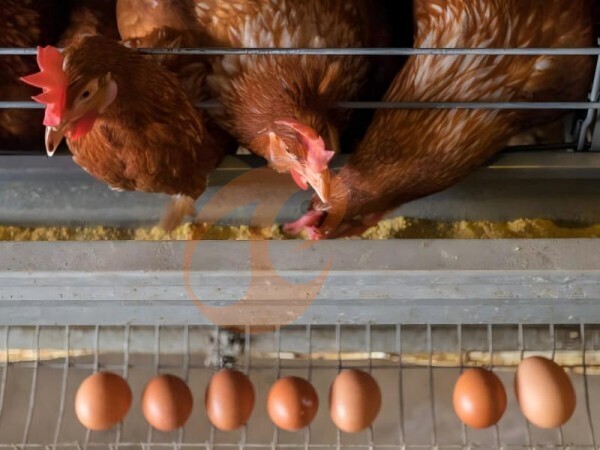 5 Easy Ways To Maximize H Type Chicken Cage Space Utilization