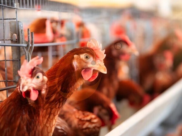 chicken battery cage poultry farming (70)