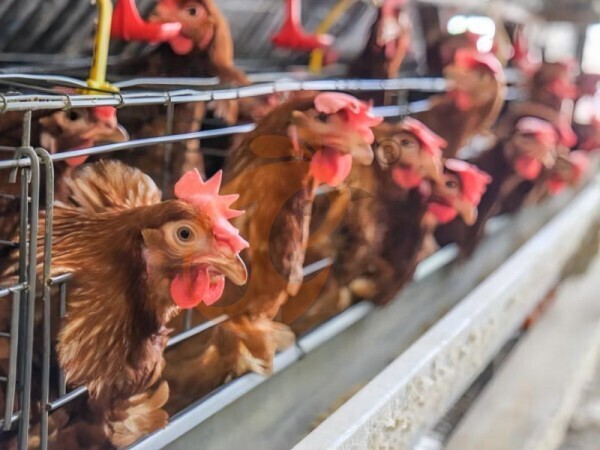 7 Important Checks Before Installing H Type Battery Chicken Cages